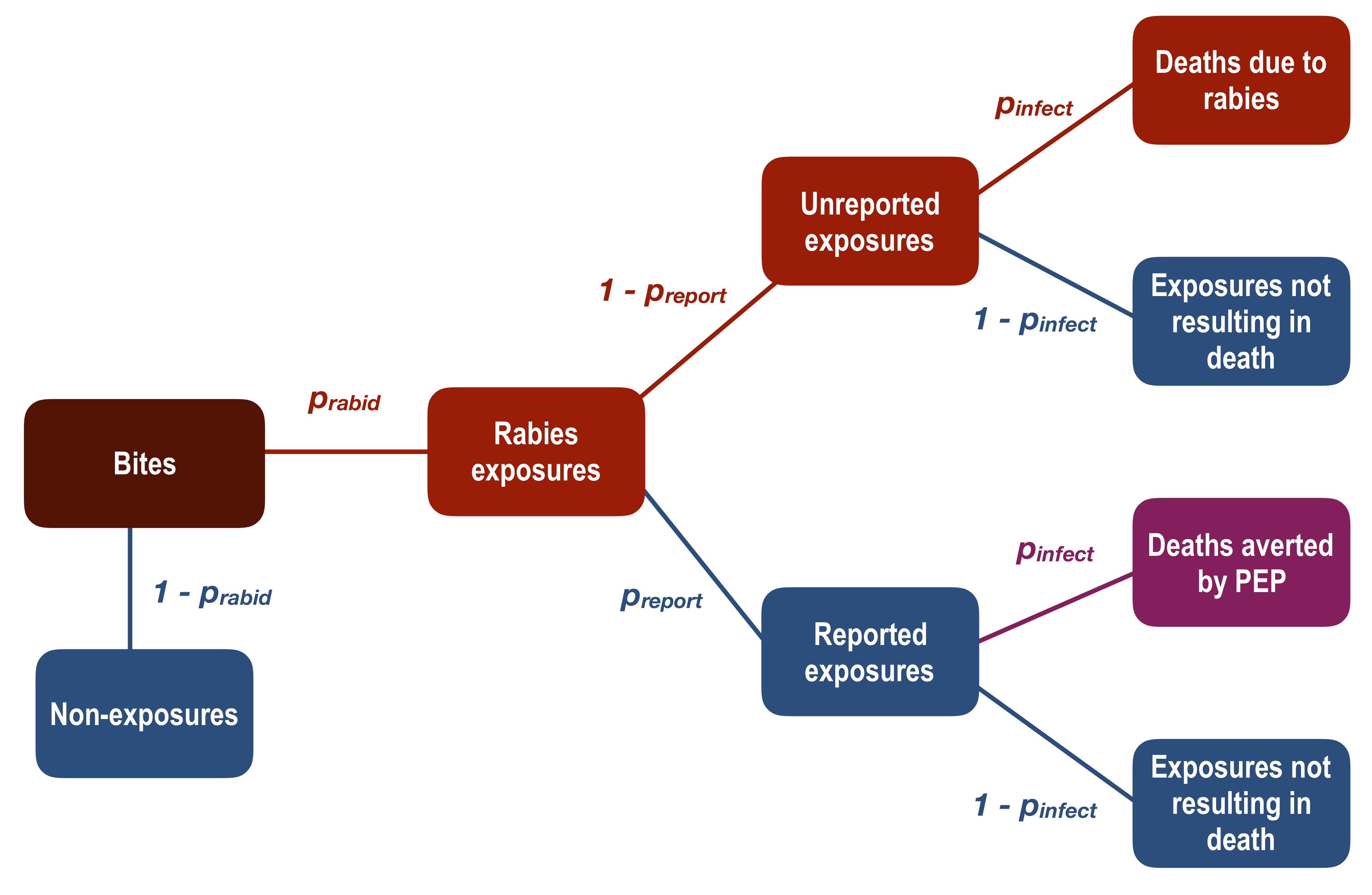Adapted decision tree framework to estimate burden of human rabies deaths and deaths averted by PEP. We considered that some proportion of total bites in the population (expected bites annually, dark red box) are genuine rabies exposures (Bites × \(p_{rabid}\) =Rabies exposures), and non-exposures ((1 − \(p_{rabid}\)) × Bites) do not contribute to rabies deaths or averted deaths. Of the genuine rabies exposures, a fraction present to an ARMC and all of these persons receive PEP (Rabies exposures × \(p_{report}\) = Reported exposures). Some of these exposed persons would otherwise have become infected and died if they had not received PEP (Reported exposures × \(p_{infect}\) = Deaths averted by PEP). Of the unreported exposures, a proportion will die due to rabies infection (Unreported exposures × \(p_{infect}\) = Deaths due to rabies).